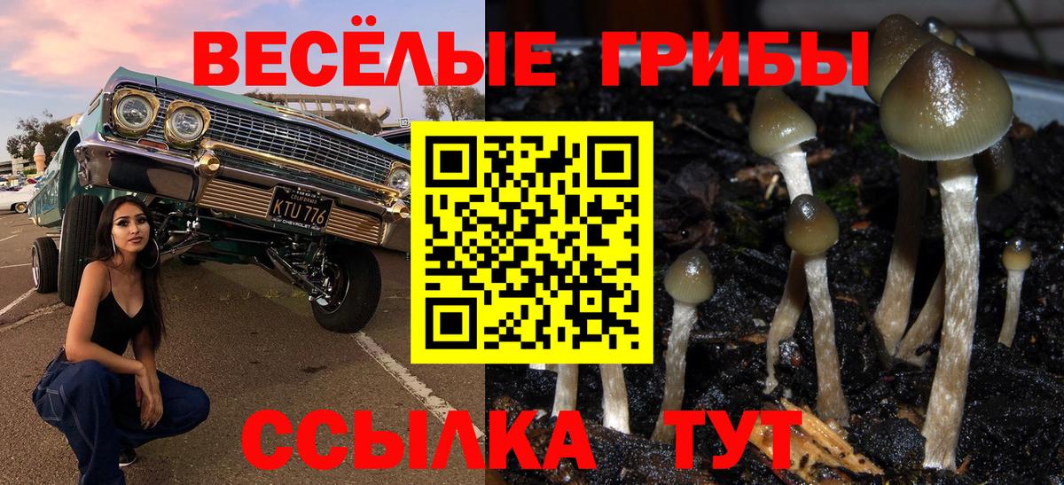 Галлюциногенные грибы Psilocybe Чебоксары